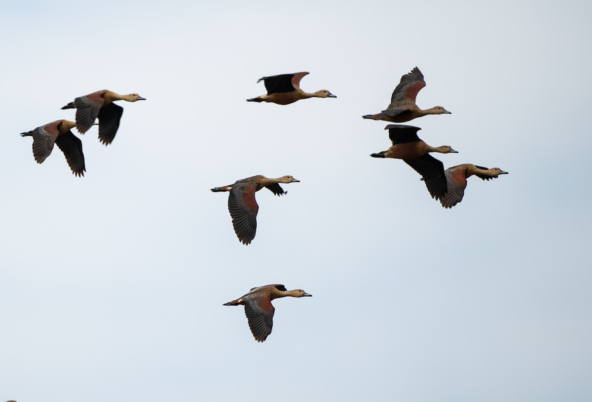 Lesser Whistling-Duck - jimmy Yao