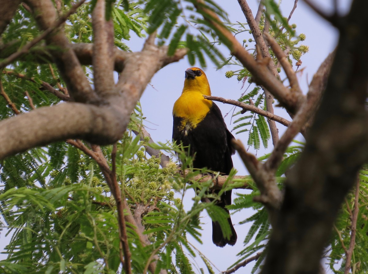 Yellow-headed Blackbird - Vicki Dern