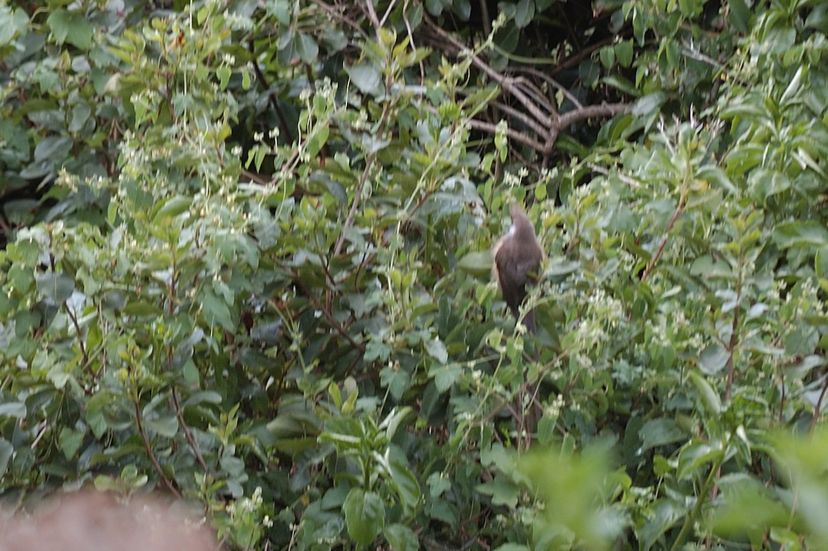 Бурокрылая птица-мышь - ML95473061