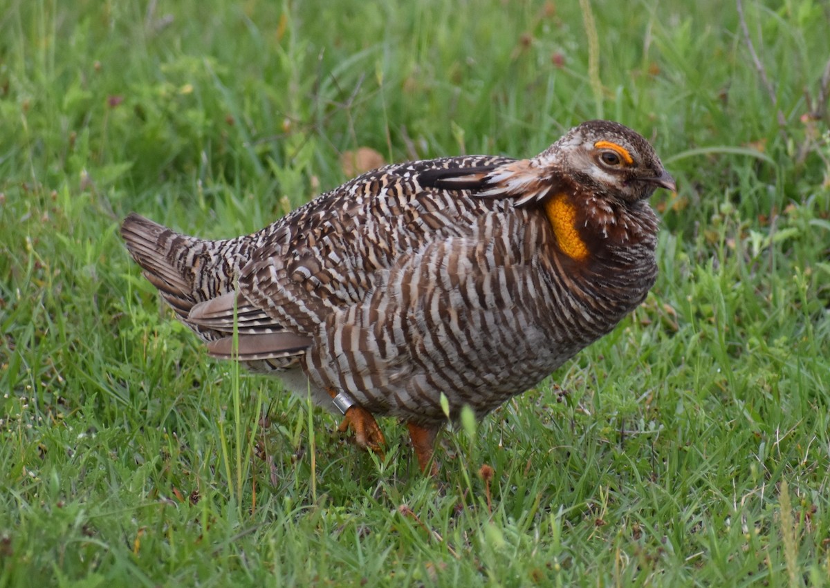 Greater Prairie-Chicken (Attwater's) - David Littmann