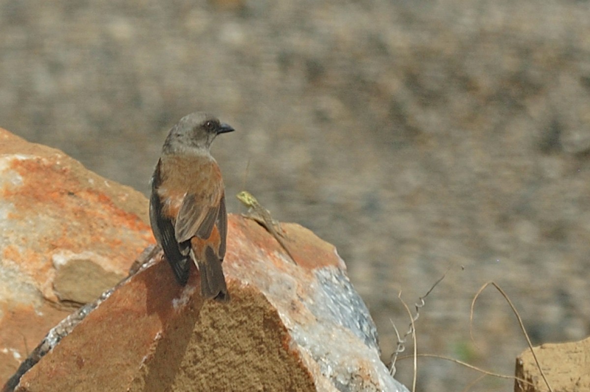 Northern Gray-headed Sparrow - ML95474211