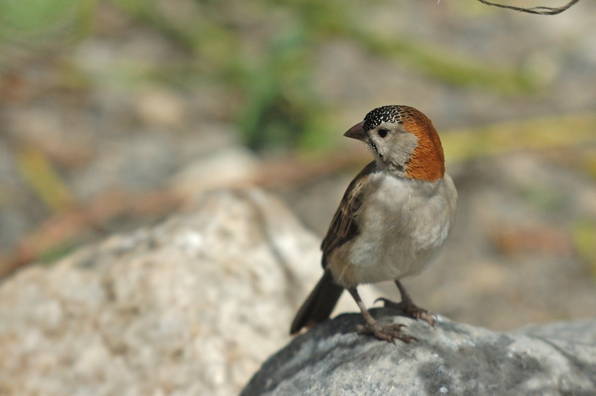 Speckle-fronted Weaver - ML95474641