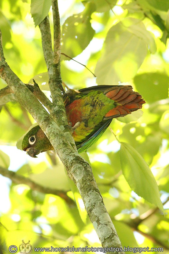 Maroon-bellied Parakeet - Horacio Luna