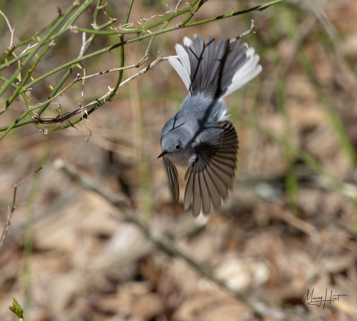Blue-gray Gnatcatcher - Murray Hunt