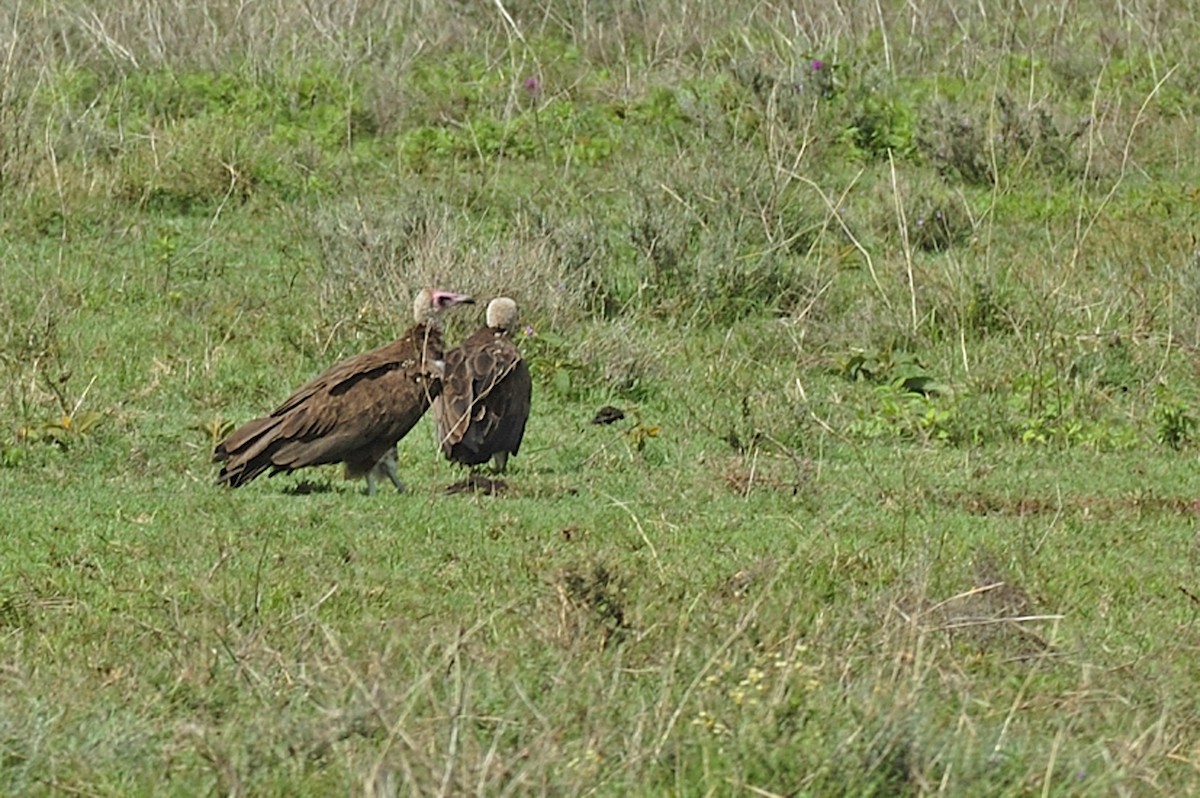 Hooded Vulture - ML95475961