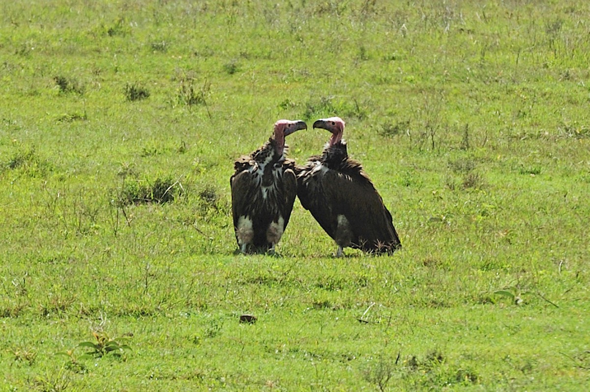 Lappet-faced Vulture - ML95476021