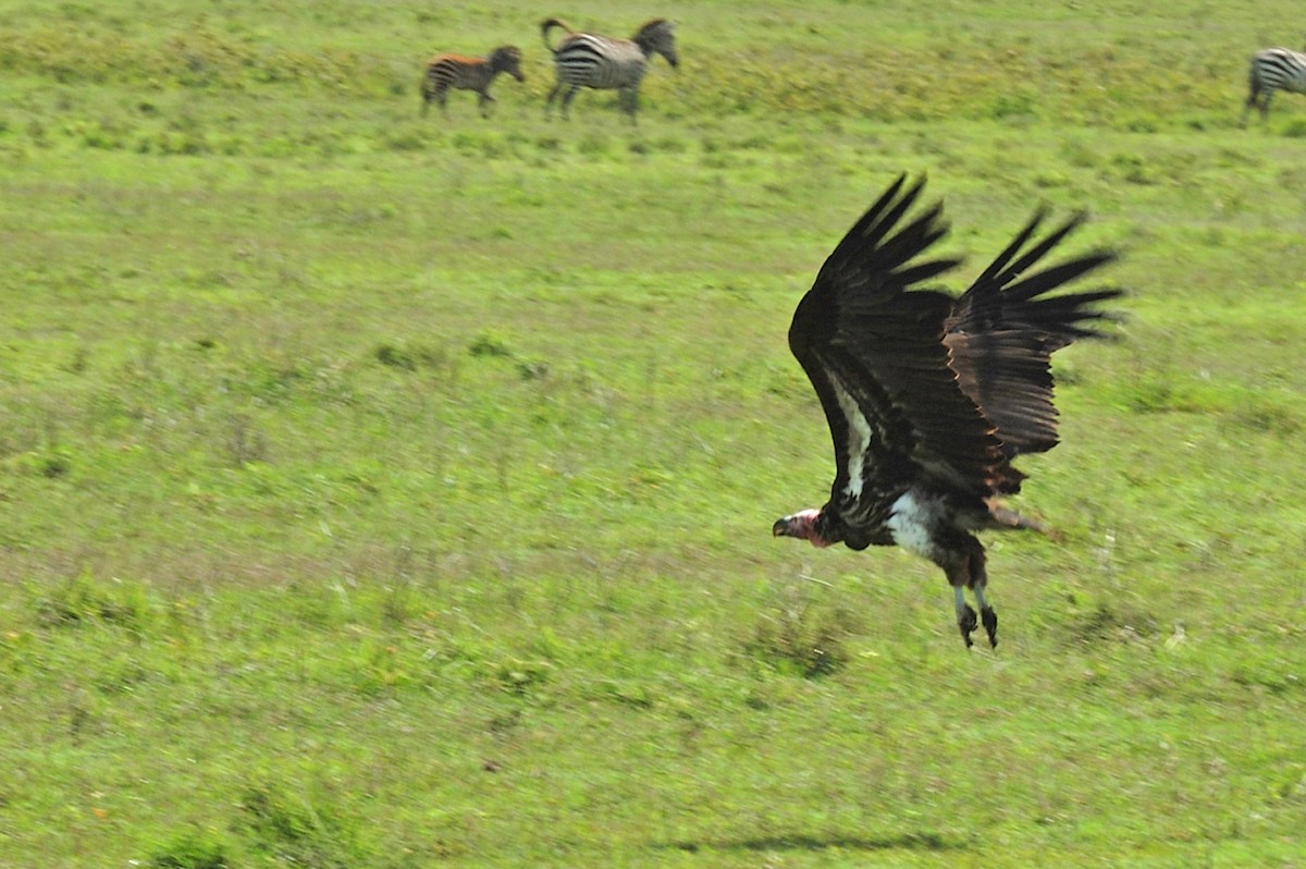 Lappet-faced Vulture - ML95476061