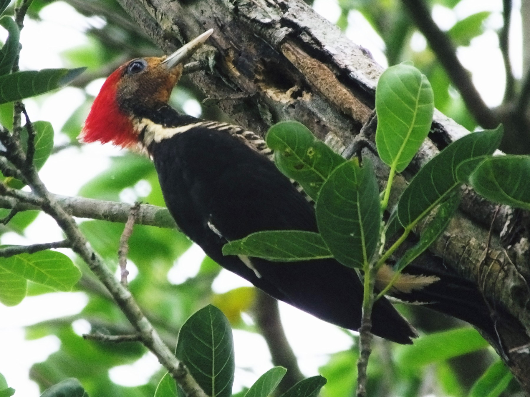Helmeted Woodpecker - Oscar  Rodriguez CON-Paraguay Birding & Nature