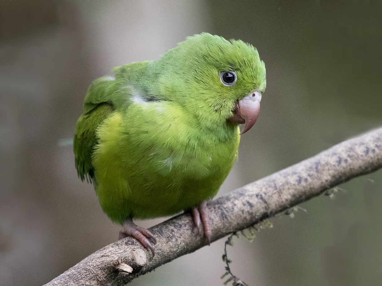 Plain Parakeet - Silvia Faustino Linhares