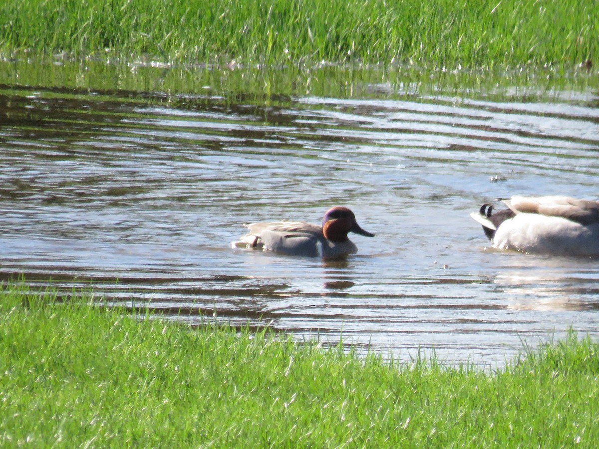 Green-winged Teal - Charlotte Friend