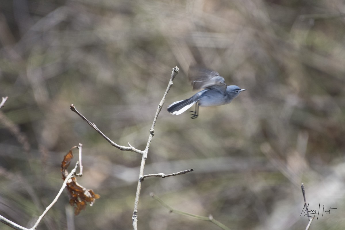 Blue-gray Gnatcatcher - Murray Hunt