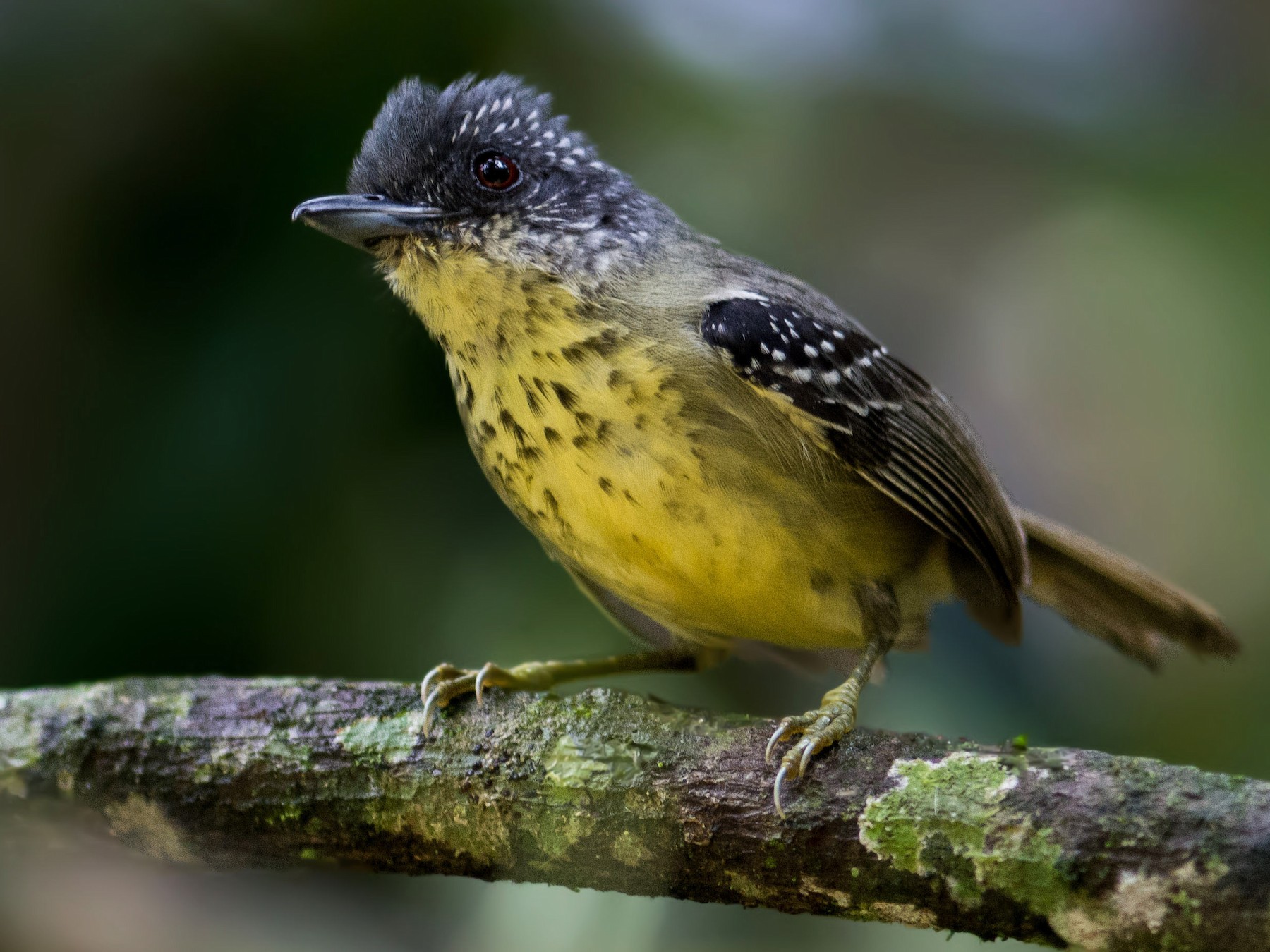 Spot-breasted Antvireo - Hudson - BirdsRio