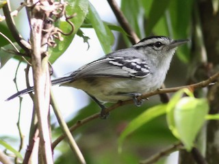  - Black-capped Antwren