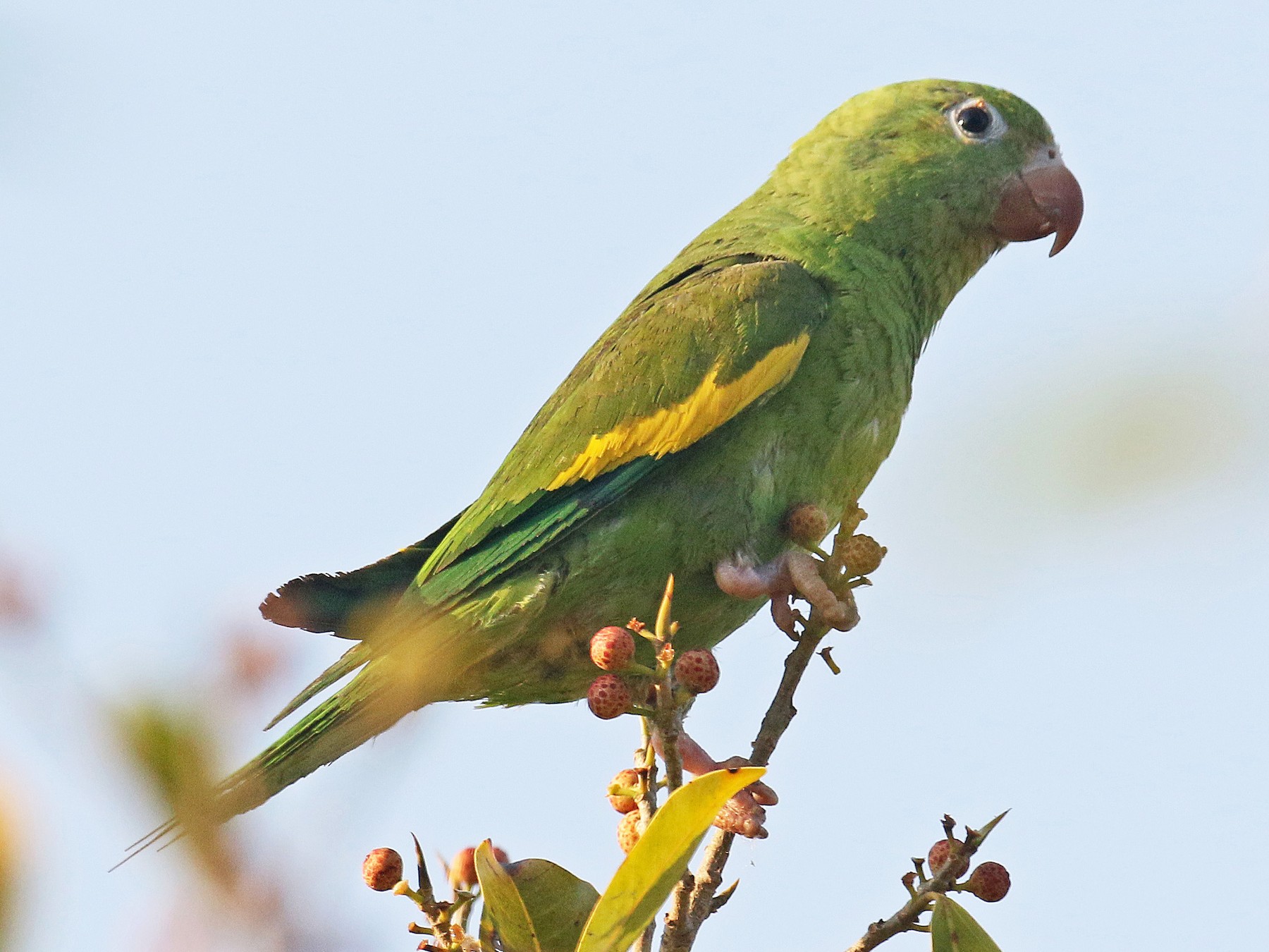 yellow green parakeet playing with toy