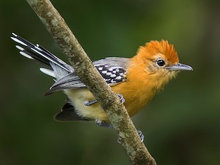  - Large-billed Antwren