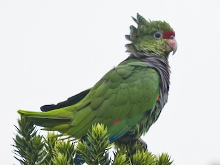  - Vinaceous-breasted Parrot