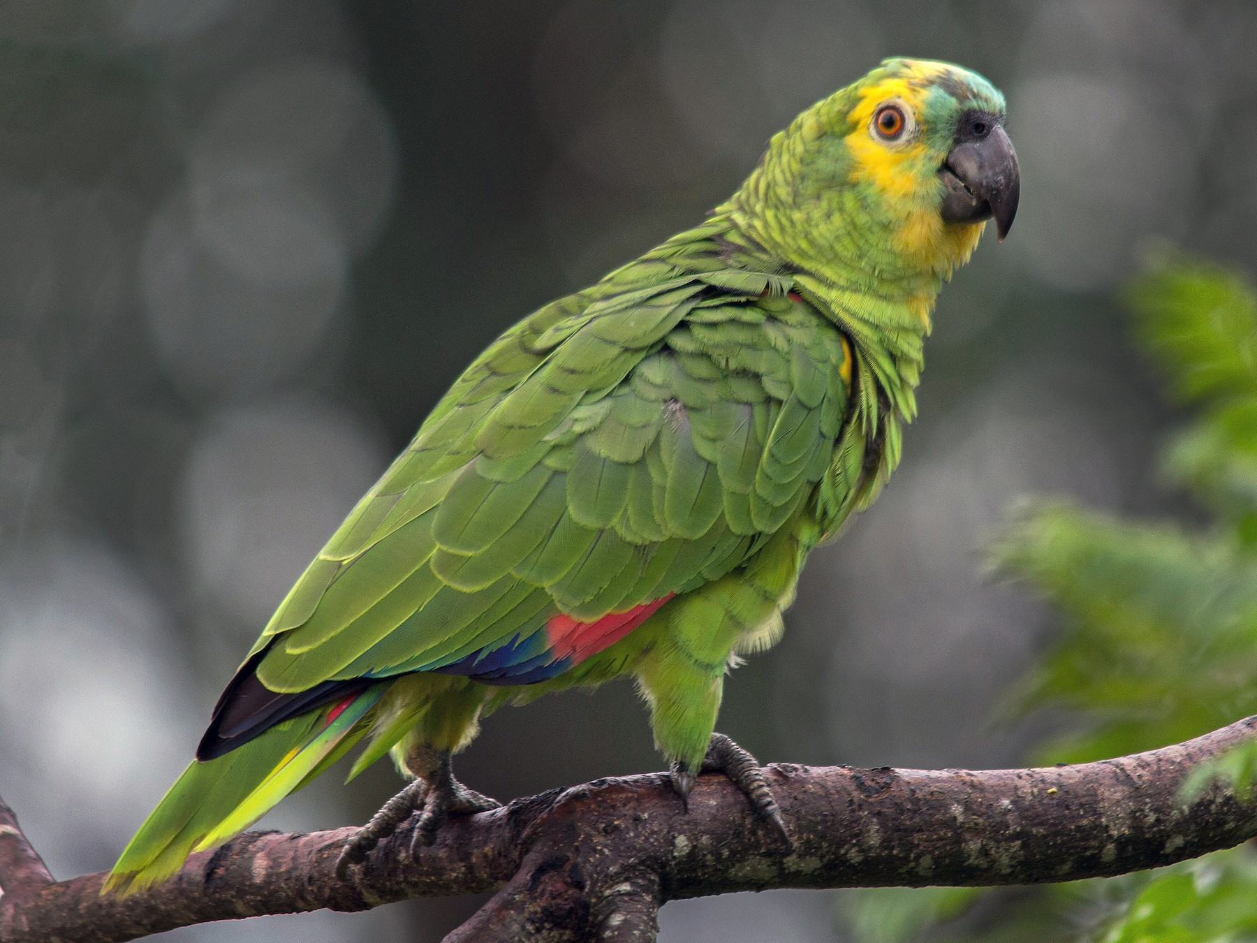 Turquoise-fronted Parrot - João Vitor Perin Andriola