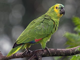  - Turquoise-fronted Parrot