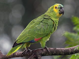 Turquoise fronted Parrot Amazona aestiva Birds of the World