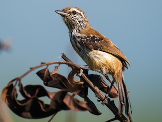 雌鳥 - Claudia Brasileiro - ML95481381