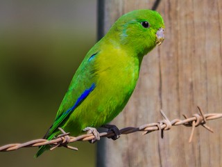  - Cobalt-rumped Parrotlet