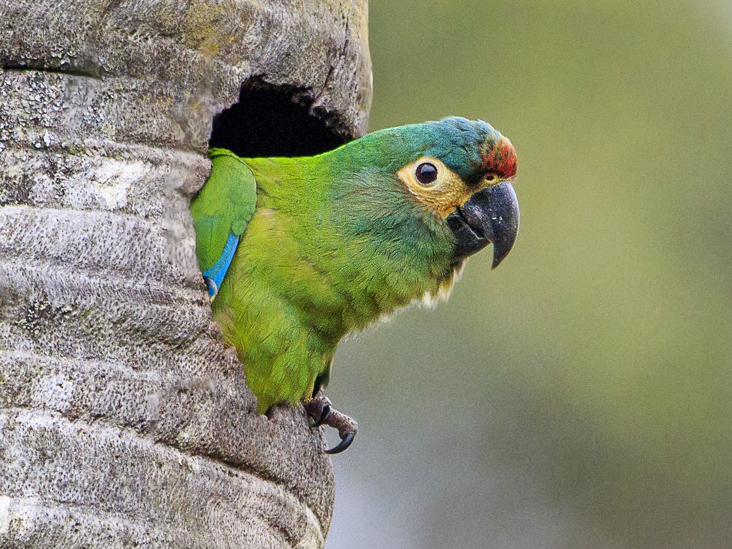 Blue-winged Macaw - Fernando Farias