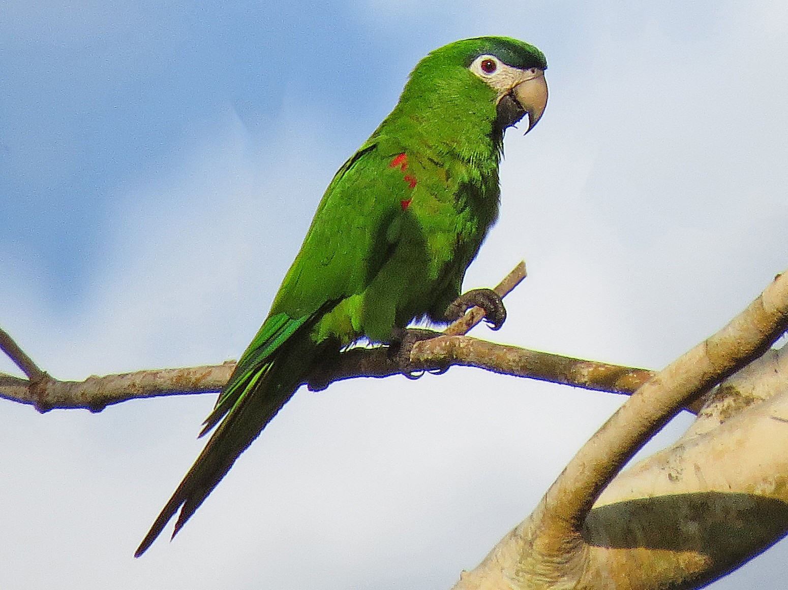 Red-shouldered Macaw - Alex Mesquita