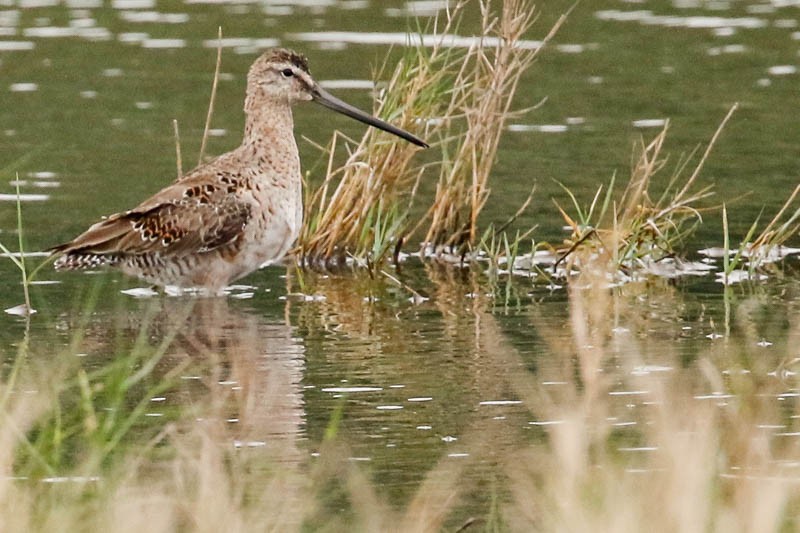 Long-billed Dowitcher - ML95483111