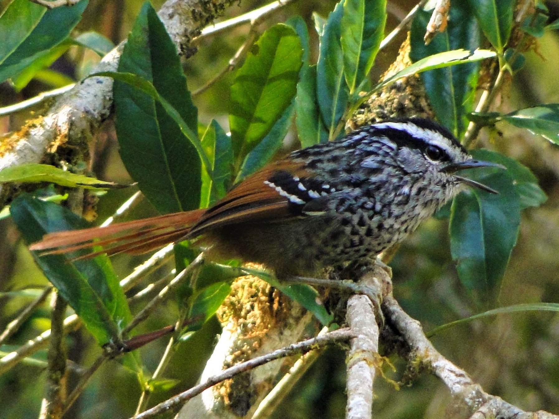 Rufous-tailed Antbird - Carlos Otávio Gussoni