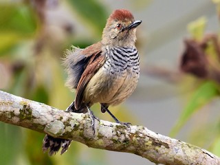  - Rufous-capped Antshrike