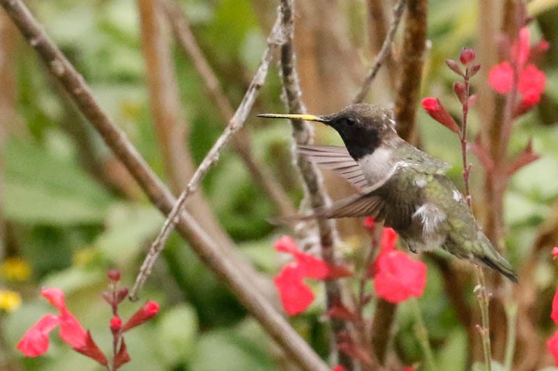 Black-chinned Hummingbird - ML95483841