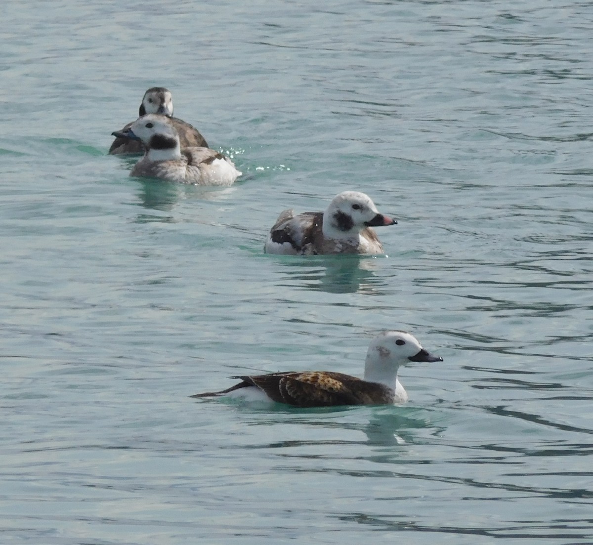 Long-tailed Duck - Scott  Connop