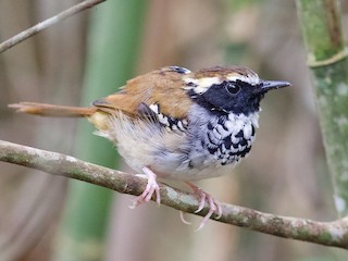  - White-bibbed Antbird