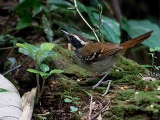 Weibchen - Hudson - BirdsRio - ML95484951