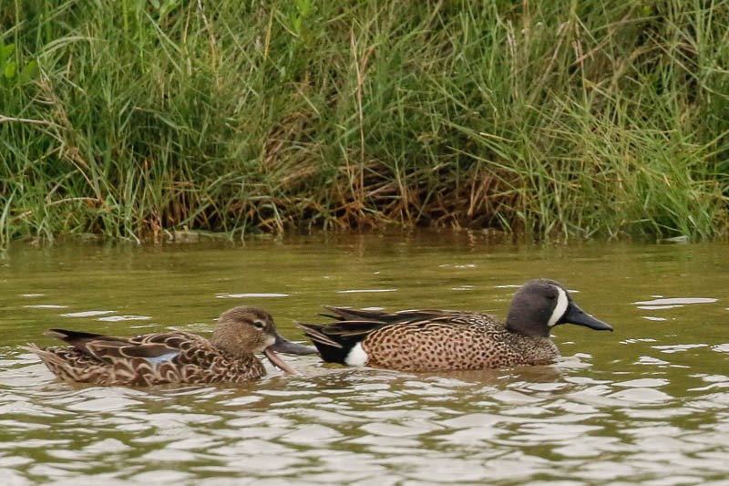 Blue-winged Teal - ML95485021