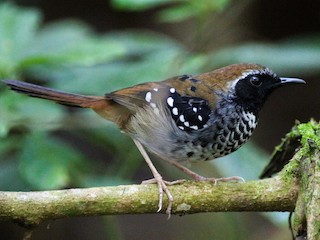  - Squamate Antbird