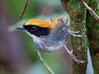  - Black-cheeked Gnateater