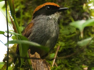  - Black-cheeked Gnateater