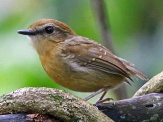  - Black-cheeked Gnateater