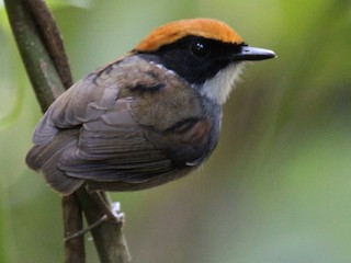  - Black-cheeked Gnateater