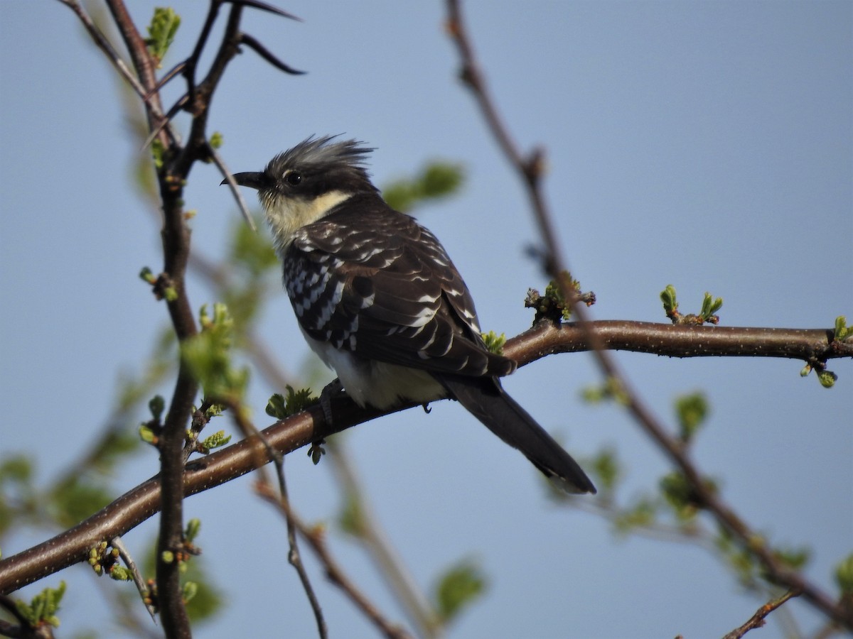 Great Spotted Cuckoo - ML95487091