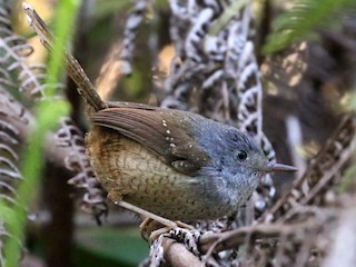  - Spotted Bamboowren