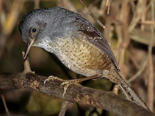  - Spotted Bamboowren