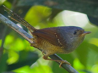  - Spotted Bamboowren