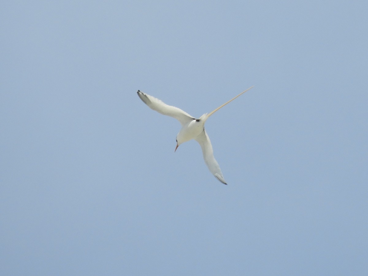 White-tailed Tropicbird - ML95487821
