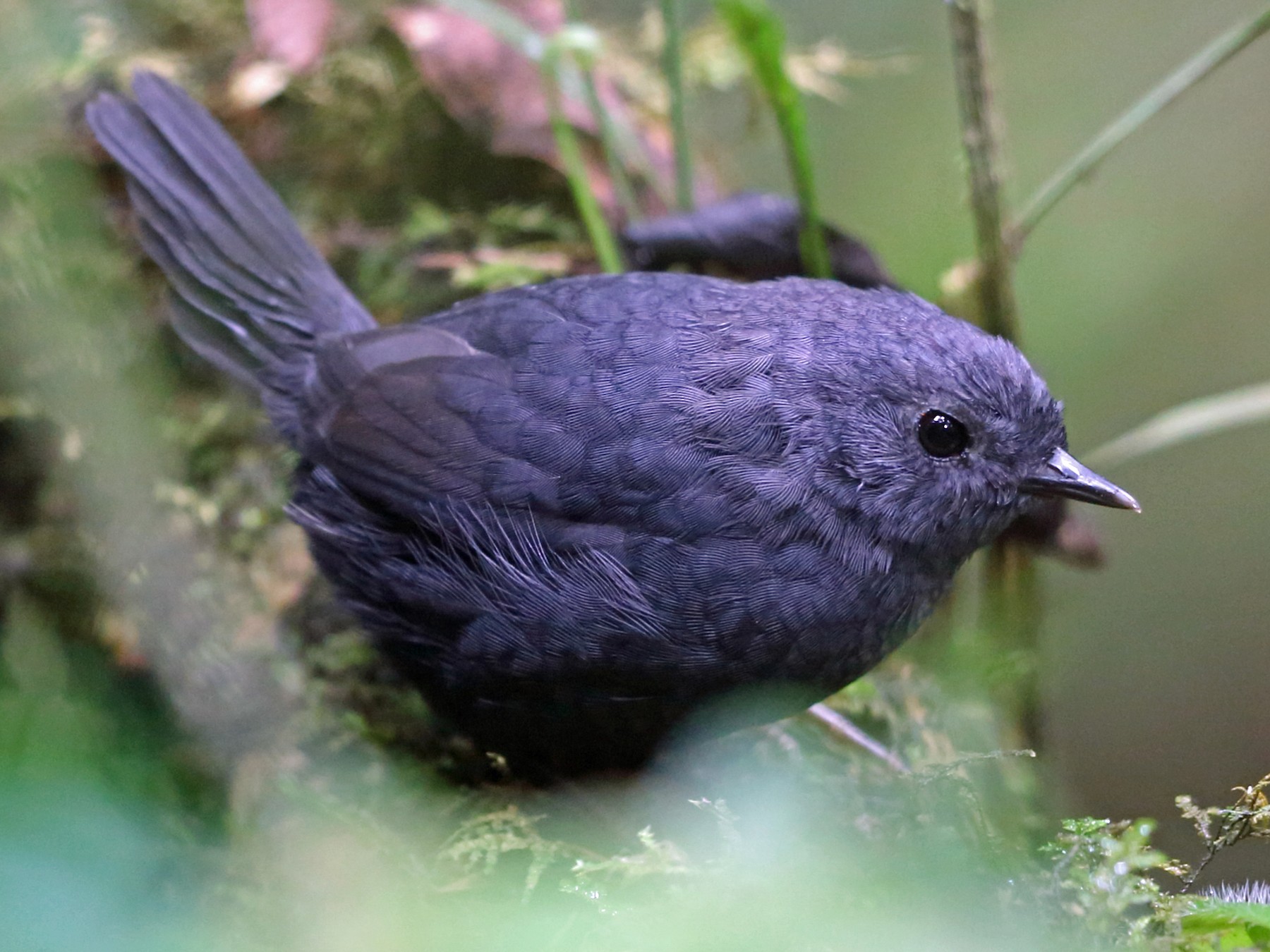 Mouse-colored Tapaculo - Nigel Voaden