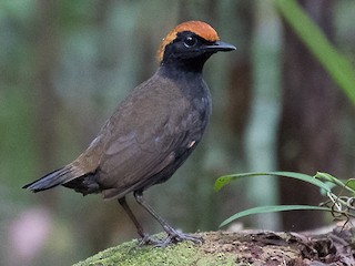  - Rufous-capped Antthrush