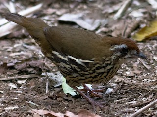  - Such's Antthrush