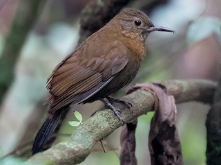  - Rufous-breasted Leaftosser (Rufous-breasted)