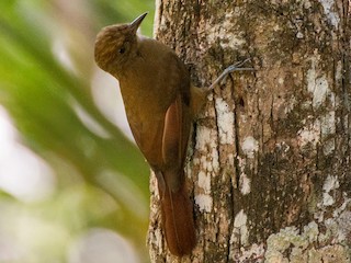  - Plain-winged Woodcreeper